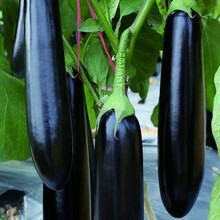 【茄子种子】日本黑贵人长茄黑茄子蔬菜种子四季茄子种籽 进口黑贵人茄子20克