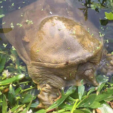 安小离黄河甲鱼活体中华鳖王八水鱼团鱼海鲜甲鱼苗黄河公甲鱼元鱼 1斤到1.3斤外塘生态黄河公鱼