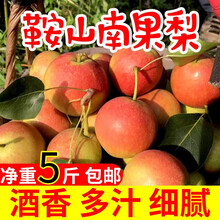 东北特产南果梨 新鲜水果梨当季梨香水梨鞍山南国梨 5斤 中果