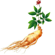 新种人参种子 中药材种籽 东北长白野山参 家庭阳台 可盆栽种植 人参种子40粒