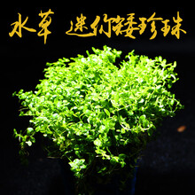 水族缸莫丝沉木草皮大叶榕海藻球爬地珍珠皇冠红绿宫廷水榕辣椒 迷你矮珍珠约5cm