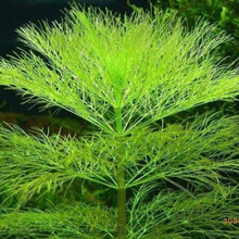 [京选推荐]【真水草】鱼缸【好养】活体植物造景迷你皇冠蜈蚣绿菊真水草 大宝塔3支+固定瓷环