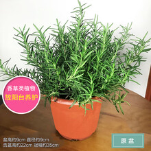 薄荷盆栽迷迭香盆栽花卉薄荷草植物室内芦荟多肉绿植 迷迭香(原盆) 含盆