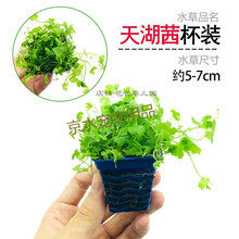 懒人速成造景淡水植物活体真水草爬地矮珍珠趴大鱼缸阴性套餐前景 天湖茜杯装 买三发四