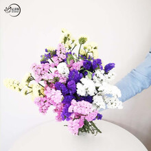 【品牌直营】孟菲斯 云南鲜花生日礼物满天星勿忘我干花云南鲜花基地直发每周一花 多色勿忘我【爆款】