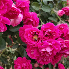 红木香爬腾花 甜蜜红木香花苗庭院阳台爬藤植物盆栽地栽月季蔷薇科攀援浓香花卉 z5 甜蜜红木香小苗20-30厘米高