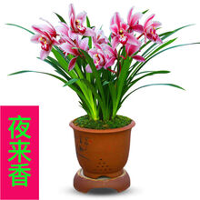 【超好养】浓香型兰花苗兰花盆栽墨兰大花兰花苗花卉盆栽绿植花卉 掌柜  夜来香 6-4连体【60天包开花 送肥料