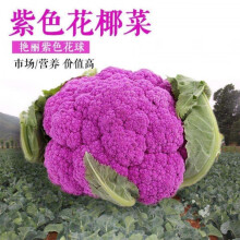 紫色花椰菜 价格 图片 品牌 怎么样 京东商城 紫色花椰菜 价格 图片 品牌 怎么样 京东商城