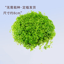 前景爬地矮珍珠趴地迷你鱼缸造景活体真水草懒人速成阴性淡水植物 趴地矮珍珠大坨