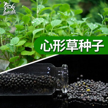 鱼麒麟 鱼缸造景水草种子 水族箱装饰活体水草缸种子水草泥前景草真植物造景 牛毛草迷你小对叶种子 心形草种子
