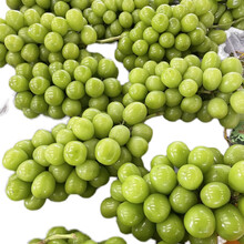 云南青葡萄