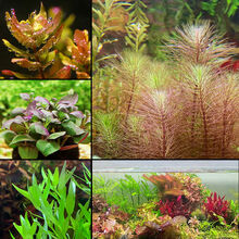 [京选推荐]鱼缸造景懒人水草活体淡水植物水族箱中后景有茎水草绿菊套餐 收藏店铺优先发货