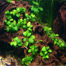 [京选推荐]鱼缸装饰水草种子活体淡水真植物牛毛莫斯养鱼养虾造景牛毛草坪泥 07号水榕6000粒