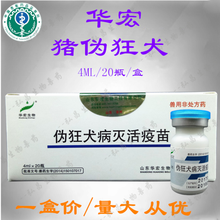兽用母猪伪狂犬疫苗 华宏伪狂犬蜂胶灭活疫苗2头份4ml 兽用 中牧10瓶