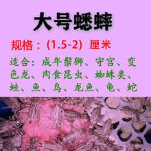 勤始皇白蟋蟀活体蜥蜴饲料活体白蛐蛐活物蟋蟀宠物守宫鸟食油葫芦活体 〔大号〕白蟋蟀1.5-2厘米550只