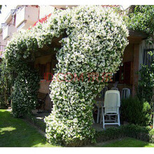 风车茉莉盆栽络石藤络石藤银丝茉莉花苗四季开花爬藤盆栽花卉植物室内室外蔷薇月季庭院四季常青 风车茉莉3年 不含盆