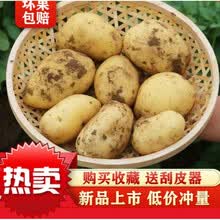 云南新鲜现挖大土豆批发黄心土豆5/10斤马铃薯士豆鲜洋芋土豆 白皮 10斤带箱【中号】净重9-9.5斤