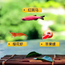 [京选推荐]观赏虾宠物活体水族淡水鲜活小虾鱼缸除藻虾螺蟹清洁虾工具樱花虾 红斑马5樱花5苹果螺5