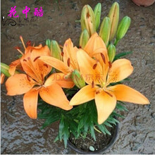 花中酷 香水百合种球百合花种子球根花卉植物盆栽绿植香水百合种球 金黄