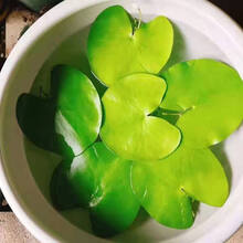 睡莲水培植物四季碗莲荷花水养室内庭院水莲种藕盆栽大根块带花苞 一叶莲特大号15-20cm 两片装 带盆栽好