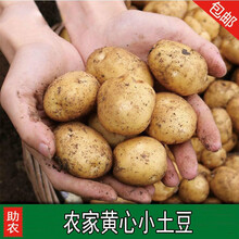 云南现挖小土豆洋芋马铃薯10斤5斤高原农家自种新鲜蔬菜洋芋土豆 10斤大果(带箱9.5-10斤)