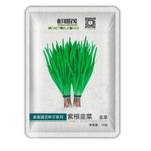 杉憬茂 韭菜种子 白根韭菜种籽 紫根家庭四季蔬菜种子 阳台庭院种植菜籽 紫根韭菜 600粒