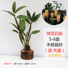 石斛盆栽 木桩栽好 铁皮石斛金钗鼓槌报春玫瑰天宫蜂腰石斛兰花苗 桌面摆件 办公司植物附生兰 花卉绿植 球花5-6苗带木桩 裸根不带土