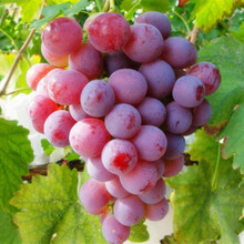 新鲜红提当季葡萄孕妇应季水果云南红提现摘红葡萄有籽提子 3斤装