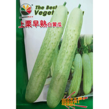 无刺水果黄瓜种子 荷兰进口水果黄瓜种籽 小黄瓜乳瓜子种卡宴 上栗早熟白黄瓜20粒分装