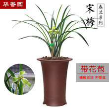 华香园绿植花卉兰花苗 春兰老八种之一【宋梅】浓香型 养兰入门必选品种室内盆栽景耐阴绿植物不带花苞 宋梅 1棵3苗 带花苞 裸根发货