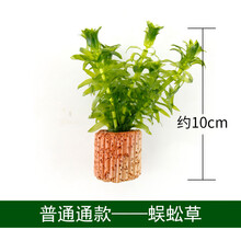 鱼缸水草有茎活体淡水植物生态阴性真水草水溶增氧懒人造景套餐 蜈蚣草(一杯)