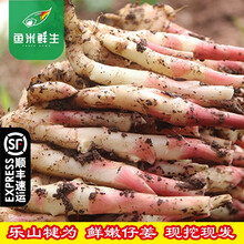 四川本地仔姜  嫩姜 生姜 新鲜子姜 板姜 鱼米鲜生 3斤四川产嫩姜（顺丰）