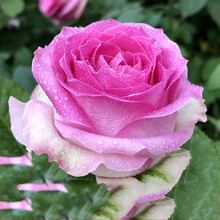 玫瑰花苗盆栽绿植花卉四季开花植物月季蔷薇苗茶花牡丹 糖果雪山 不含盆