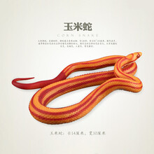 响尾蛇玩具 仿真蛇模型儿童野生动物玩具爬行动物蟒蛇响尾蛇银环蛇 玉米蛇