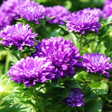 大花翠菊种子 野菊花种子四季种易活开花不断适合春季种的花种子 粉色翠菊1000粒