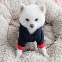 InnoPet狗狗衣服秋装猫咪泰迪秋冬装带帽帽衫比熊博美小型犬幼犬法斗小狗宠物秋冬 (秋冬)带帽藏青超超狗 4号L(建议8-10斤背长35胸围46)