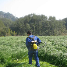 多年生牧草种子四季种南北方黑麦草苏丹草皇竹草甜象草甜高粱紫花苜蓿菊苣墨西哥玉米草籽猪牛羊鸡农民老史 冬牧70黑麦草一斤