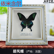 凤蝶标本 价格 图片 品牌 怎么样 京东商城