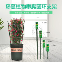 植物爬藤花架 阳台花盆攀爬支柱花卉固定支撑防倒圆环蟹爪兰昙花月季豆角黄瓜铁线莲兰花蔷薇玫瑰发财树支架 3圆环支柱-75cm（2个起发货）