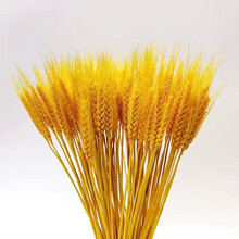 天然风干大麦穗干花花束开业礼品装饰农家乐拍摄道具插花真小麦穗 黄色麦穗100支 干花包