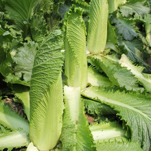 寿禾 大白菜种子蔬菜黄心春夏秋冬季播种山东胶州疏蔬莱菜子快菜种籽家庭阳台大田基地易种植奶籽种孑菜仔 寿禾天津青麻叶大白菜种子 10g原装