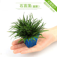 大九叶皇冠草真水草鱼缸装饰活体懒人水草淡水有茎类中后景阴性草 【菖蒲盆】