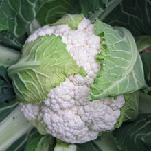 寿禾 花椰菜宝塔菜种子 菜苗松花菜彩色花菜四季播西兰花 菜籽易种春冬季阳台盆栽蔬菜菜籽花菜种籽有机 圣美花椰菜种子2000粒