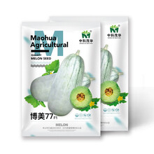 中科茂华瓜果种子博美77甜瓜种子短棒形超甜高糖新品种灰白皮绿肉橘瓤薄皮肉厚500粒