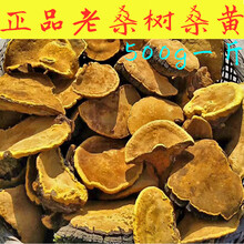 同仁堂陈皮 尧虎桑树桑黄正宗桑黄茶桑臣桑黄菇桑黄粉片桑黄灵芝桑黄菌种同仁堂西藏桑黄 精品桑黄500g 泡水