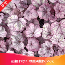 【虹越】花园变色植物 矾根盆栽苗 花园庭院耐寒宿根草本植物 花园庭院变色观赏植物 李子蛋糕 120#