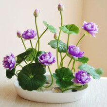 云杨园艺 桌面巴西木碗莲风信子 水仙花种球西洋球根 水仙花种子水培花卉植物 多头洋水仙花大种球 A莲子混色套餐