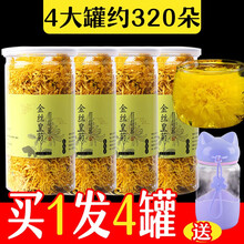 【发4罐共约320朵+杯】说客菊花茶金丝皇菊一朵一杯大花黄山贡菊金丝黄菊可搭枸杞子胎菊泡水喝的花草茶