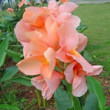 5年苗 大花美人蕉种球根 盆栽观花植物花卉 家庭庭院阳台绿植 多年生 美人蕉苗木花卉盆栽庭 单个种球 粉红