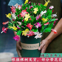 嫁接蟹爪兰花苗蟹爪莲带花多色盆栽绿植物室内花四季好养花卉 混色10颗(加仑盆颜色随机发货)(买) 带盆栽好